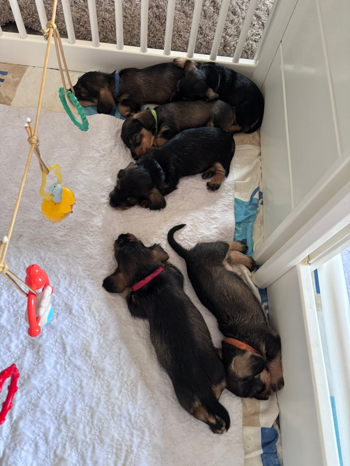 Ruwharige teckel pups kaninchen / dwerg, Dieren en Toebehoren, 8 tot 15 weken, Korthaar, Dwerg, Parvo