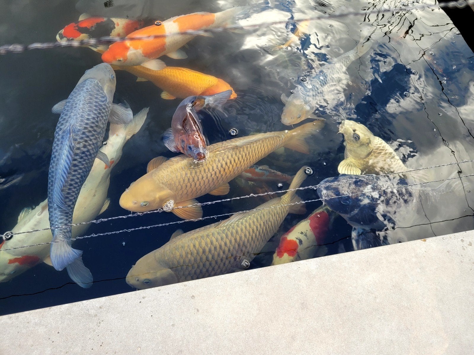 Koi bestand losse verkoop, Dieren en Toebehoren, Vissen | Vijvervissen, Karper of Koi