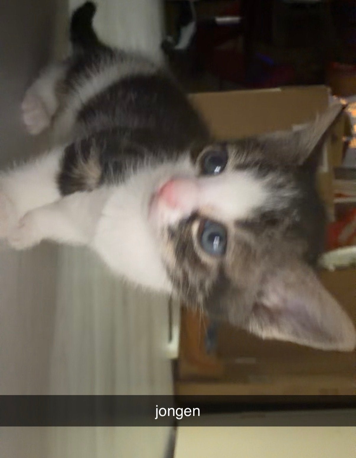 Kittens!