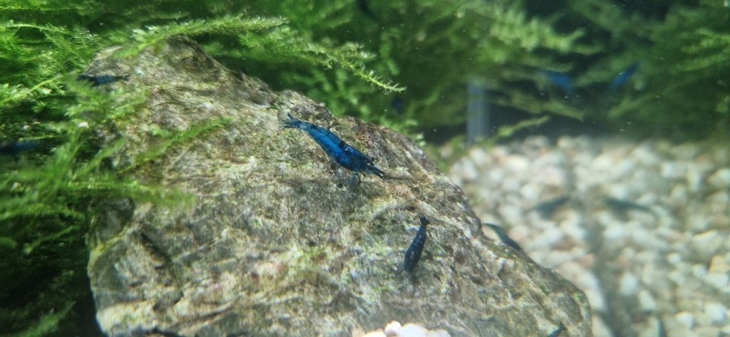Neocaridina Blue Dream. Blauwe garnalen, Dieren en Toebehoren, Kreeft, Krab of Garnaal, Zoetwatervis, Schoolvis