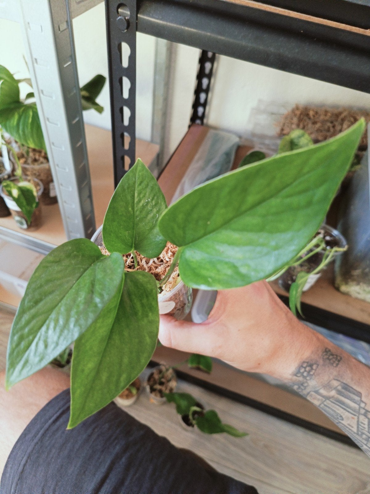 Epipremnum hana hana, Ophalen of Verzenden