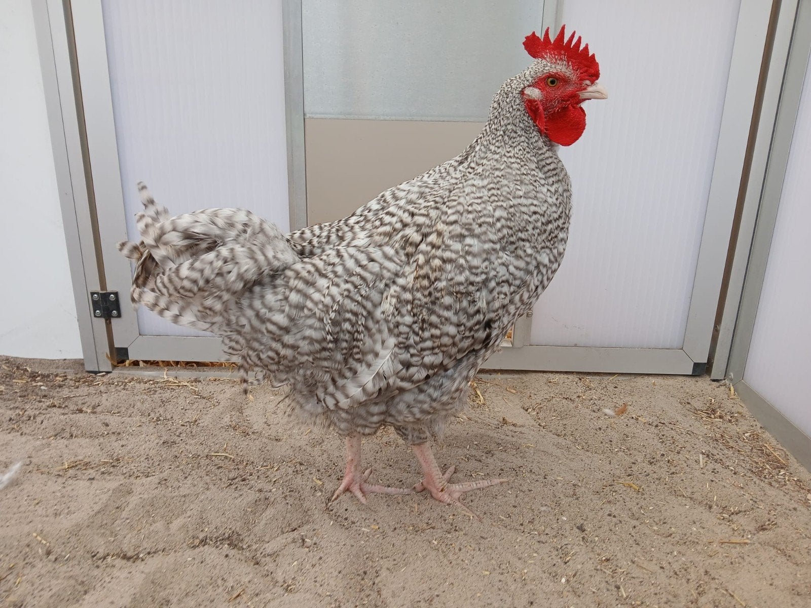 Meerdere kippen en haantjes, Dieren en Toebehoren, Meerdere dieren, Kip