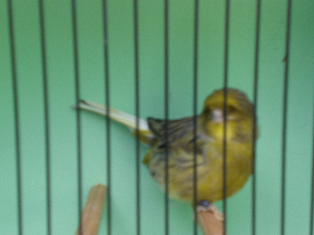 crest man, Dieren en Toebehoren, Vogels | Kanaries, Mannelijk, Postuurkanarie