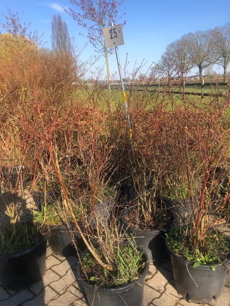 tuin en terras  Blauwe Bosbes vanaf € 10, - per pot, Tuin en Terras, Planten | Fruitbomen, Ophalen, Minder dan 100 cm, Lente, Overige soorten