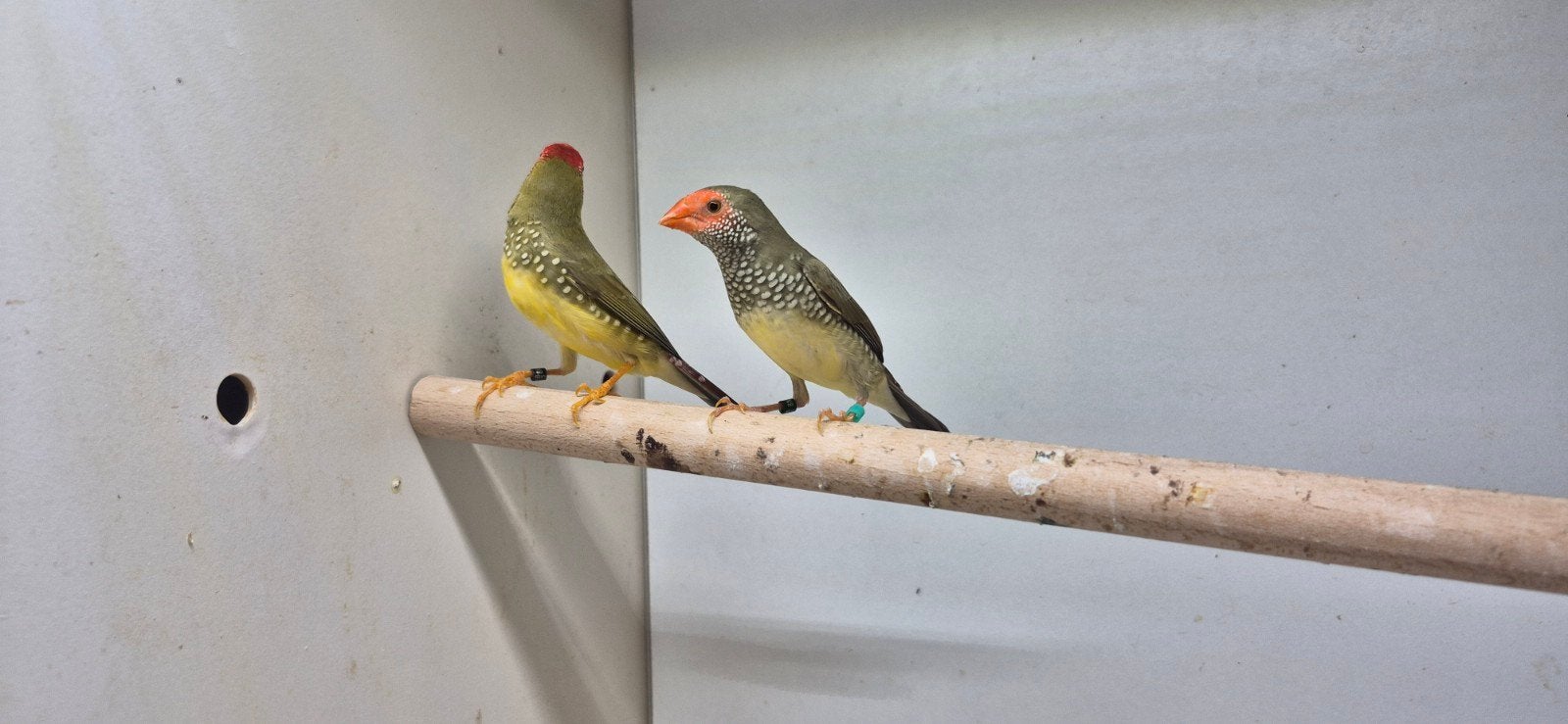 Binsen astrilide, Dieren en Toebehoren, Meerdere dieren, Tropenvogel, Geringd