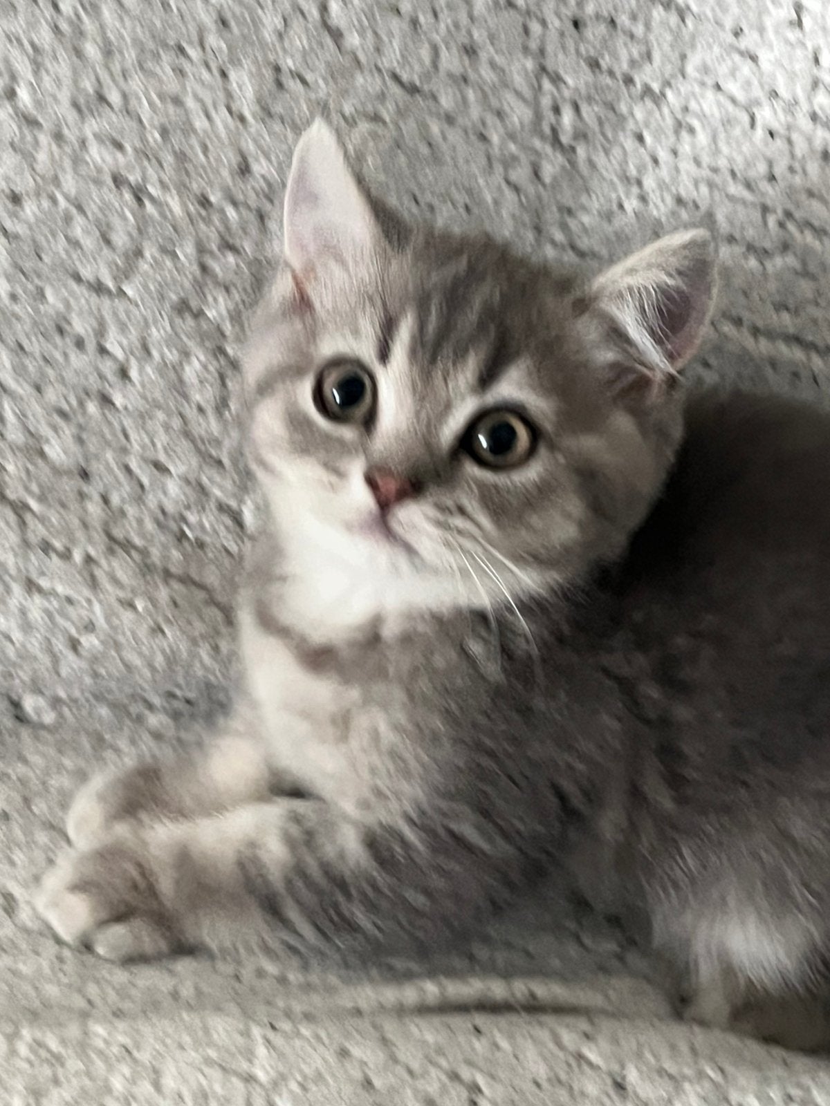 Raszuivere britse korthaar kittens