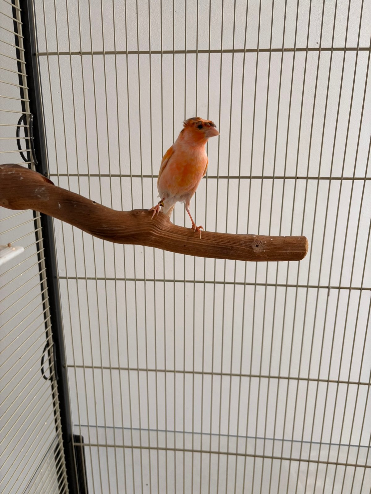 Harlekijn Kanarie van 2025 man perfect zingen, Dieren en Toebehoren, Vogels | Kanaries, Mannelijk, Kleurkanarie