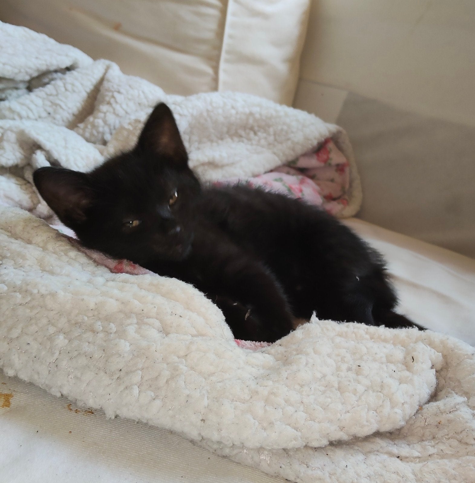 Drie Lieve kittens 8 weken oud., Dieren en Toebehoren, Poes, 0 tot 2 jaar