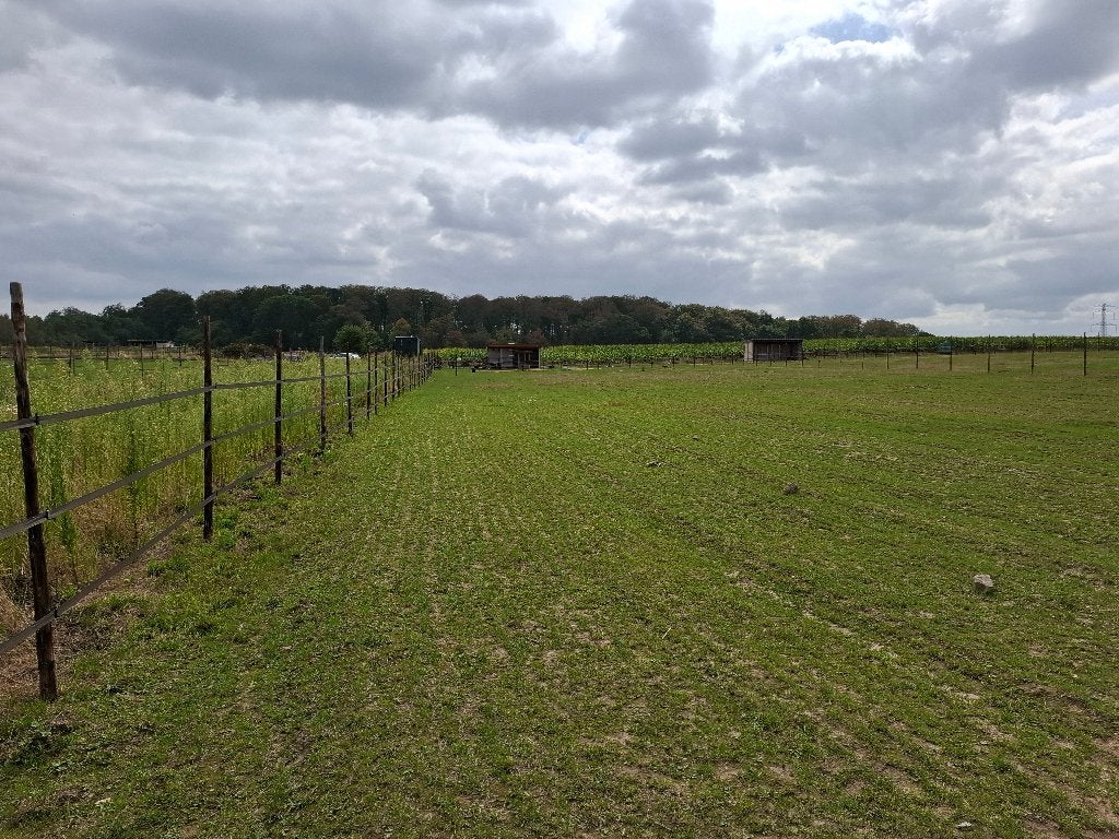 Weiland te huur voor paarden, Weidegang, 2 of 3 paarden of pony's