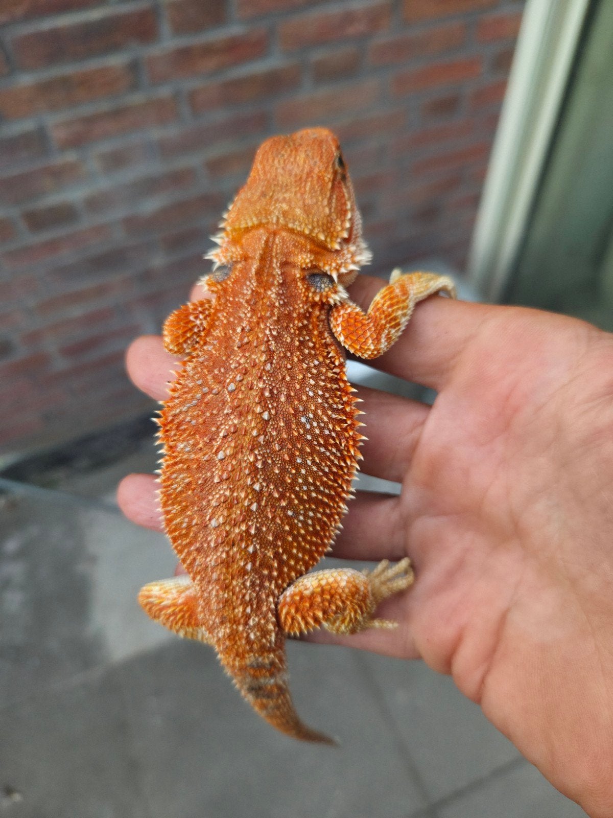 Prachtige Orange Hypo vrouwelijke baardagaam geboren 1 april, Dieren en Toebehoren, Hagedis, Tam, 0 tot 2 jaar