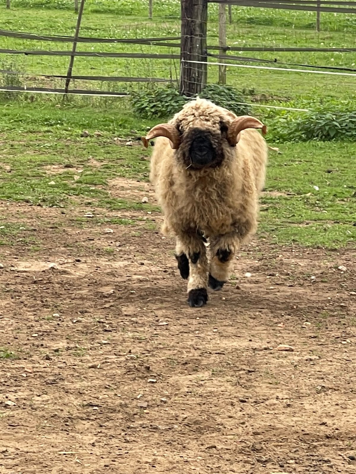 Mooie 3 jarige Walliser Schwarznase Ram, Mannelijk, Schaap