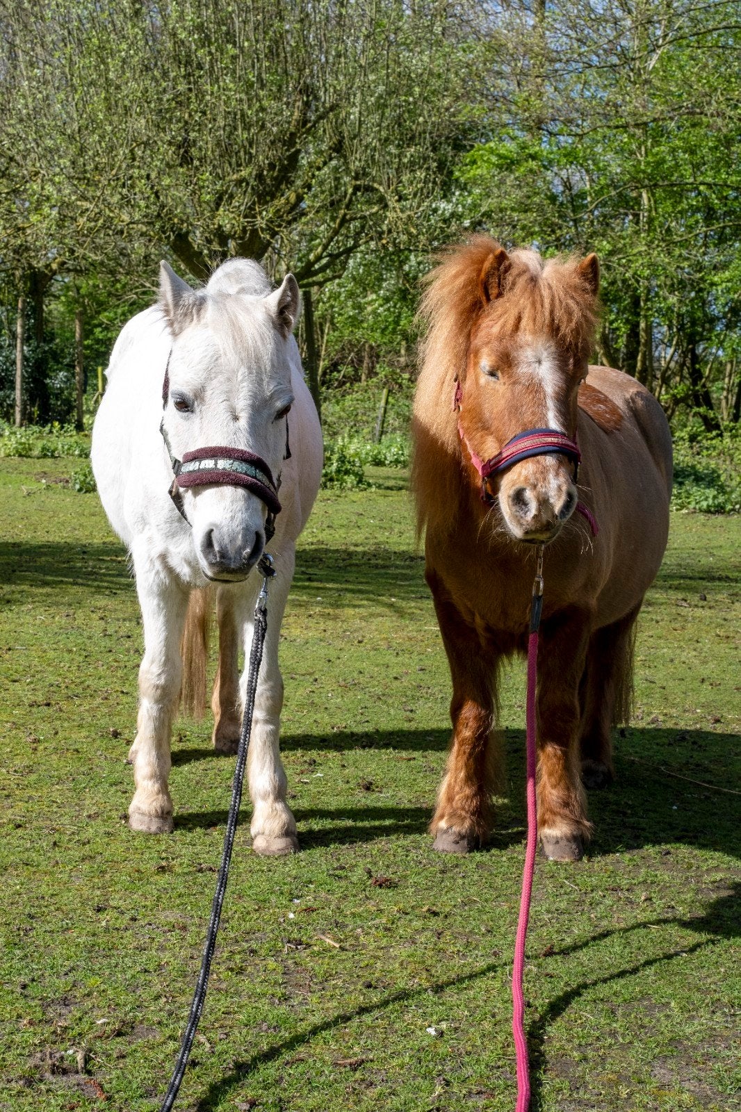 Verzorgpony, Ophalen of Verzenden