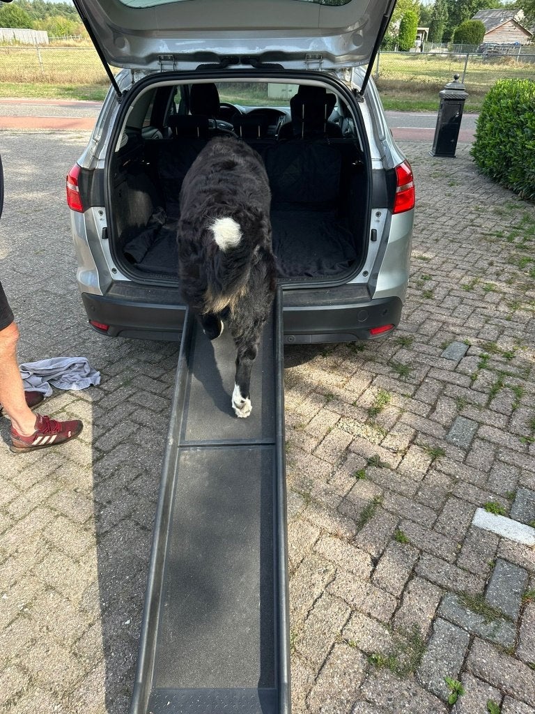 Loopplank autokofferbak voor honden, Overige merken, Ophalen, Gebruikt, Hondenloopplank