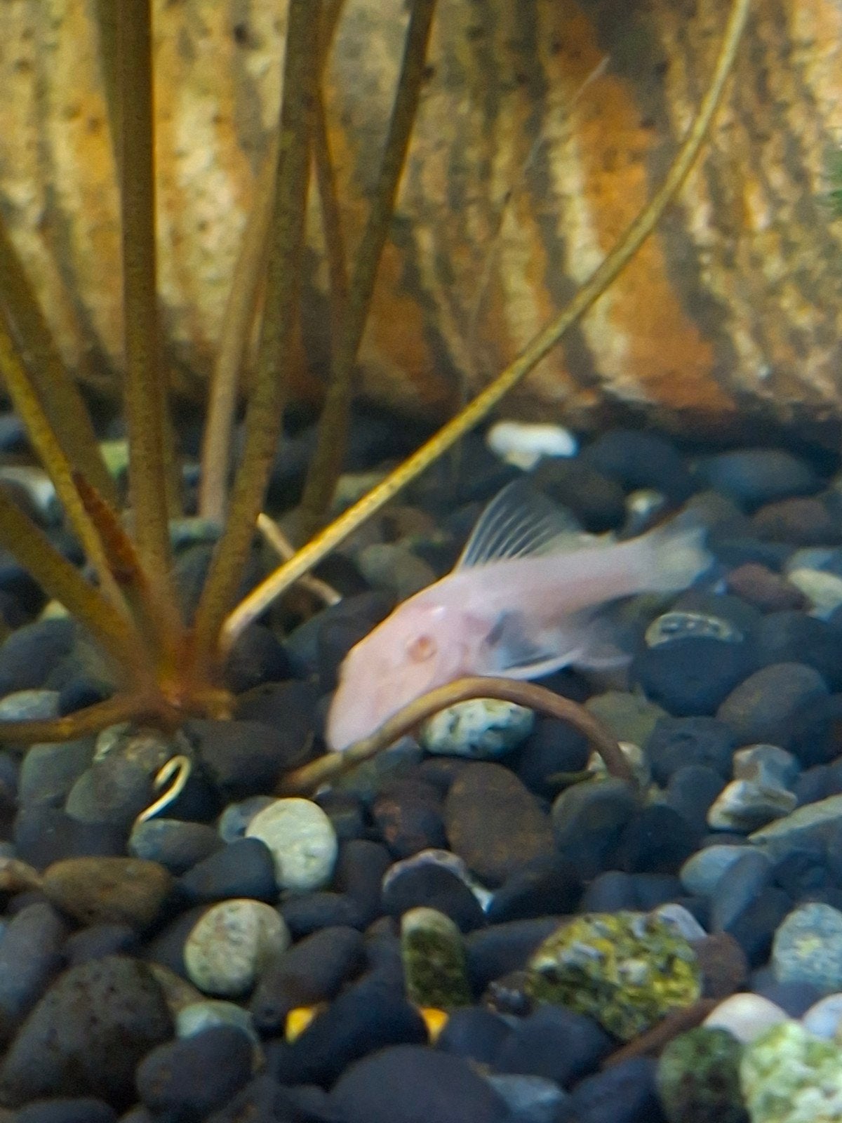 L144 snow white albino ZSM weg!, Vis, Zoetwatervis