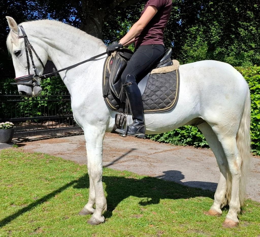 Brave 12 jr E pony 1,56(recreatie-manege-sport), B, Ruin, 11 jaar of ouder, Recreatiepony