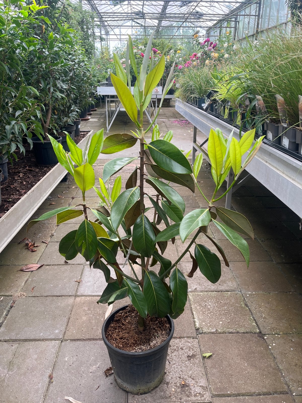 Magnolia Grandiflora - Groenblijvende Magnolia, Ophalen of Verzenden, Overige soorten, Struik, 100 tot 250 cm