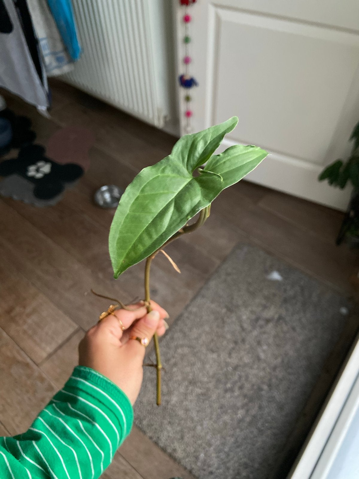 Syngonium gewortelde stek, Huis en Inrichting, Ophalen of Verzenden