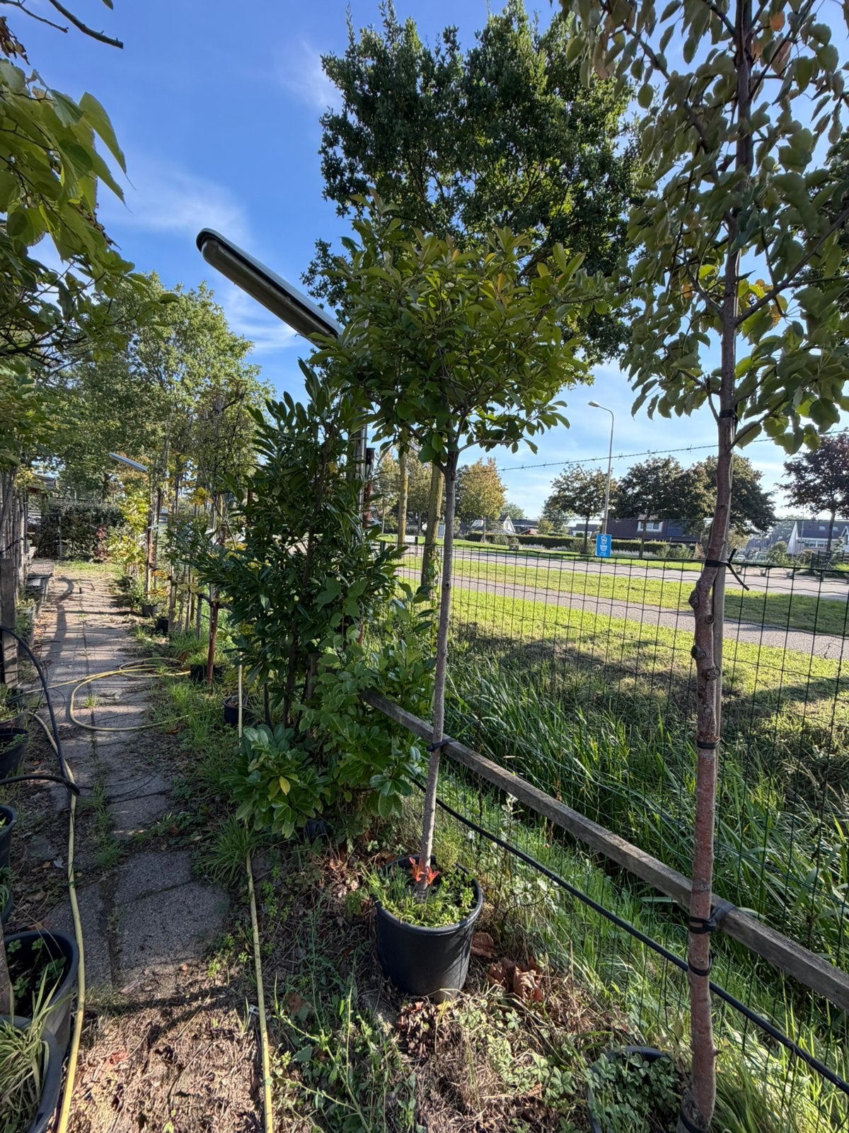 Photinia red robin bol op stam 160cm met bol 70 cm diameter, Tuin en Terras, 100 tot 250 cm, Zomer, Ophalen, Volle zon