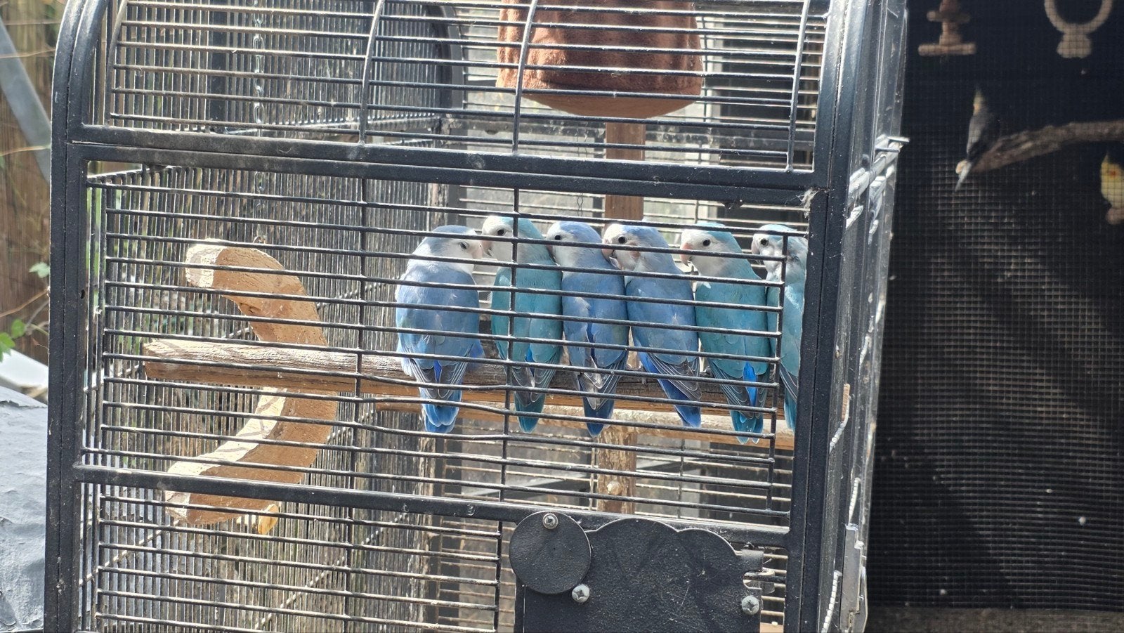 Te koop, 6 Valkparkieten en 7 Agapornissen, Meerdere dieren, Dwergpapegaai of Agapornis