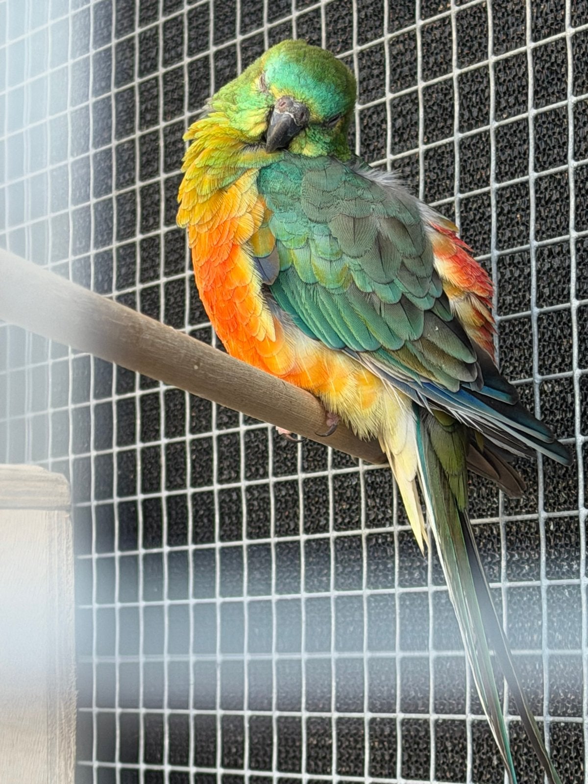 Koppel roodrug parkieten, Dieren en Toebehoren, Vogels | Parkieten en Papegaaien, Meerdere dieren, Parkiet, Geringd