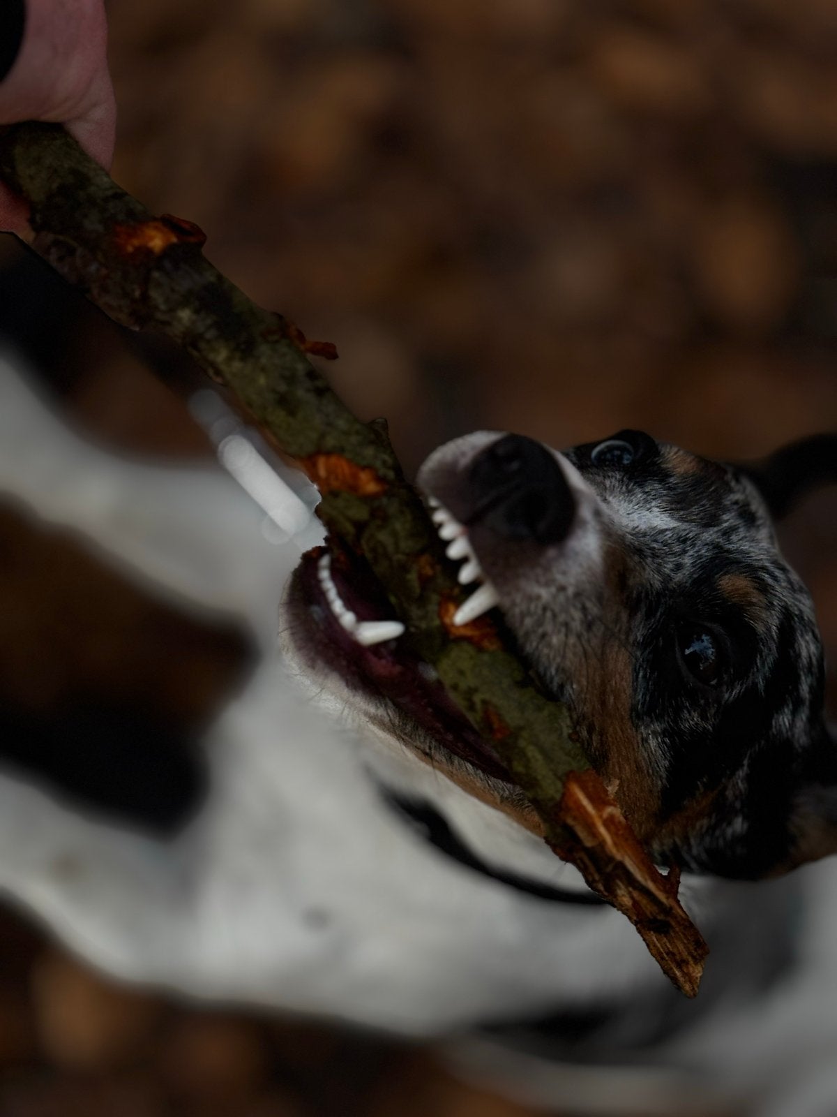 Jack russel, Dieren en Toebehoren, Jack Russell Terriër, Reu, 1 tot 2 jaar, Eén hond