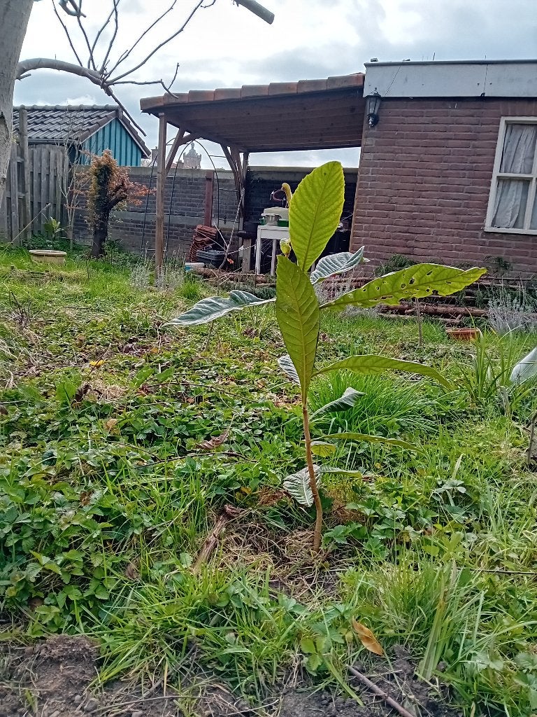 Japanse wolmispel (Eriobotrya japonica), Ophalen, Bloeit niet, Halfschaduw, Overige soorten