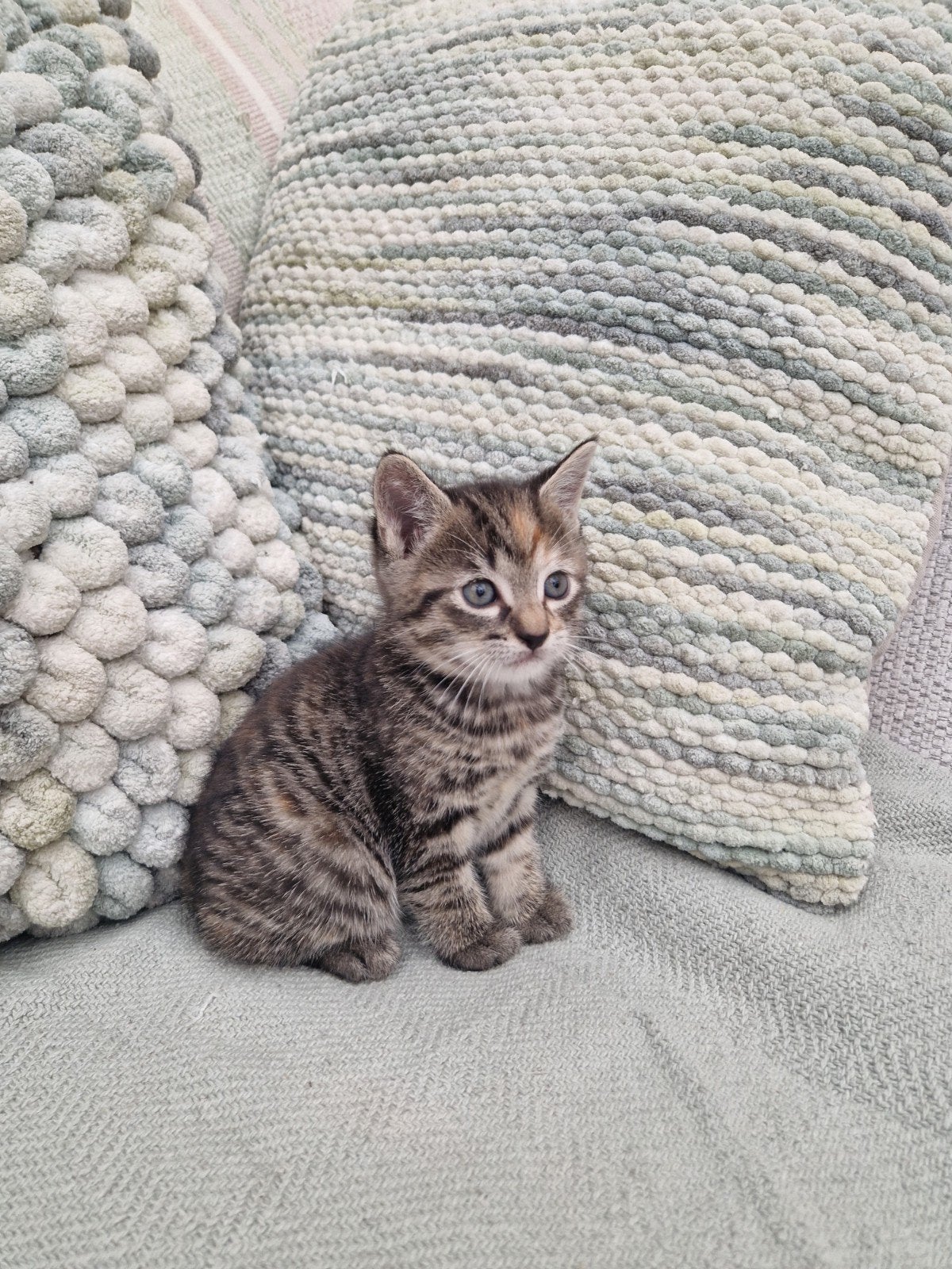 Super lieve, mooie kitten te koop, Dieren en Toebehoren, Poes, Kortharig, 0 tot 2 jaar