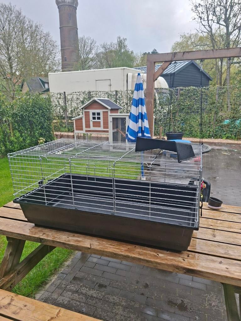Cavia kooi, Ophalen