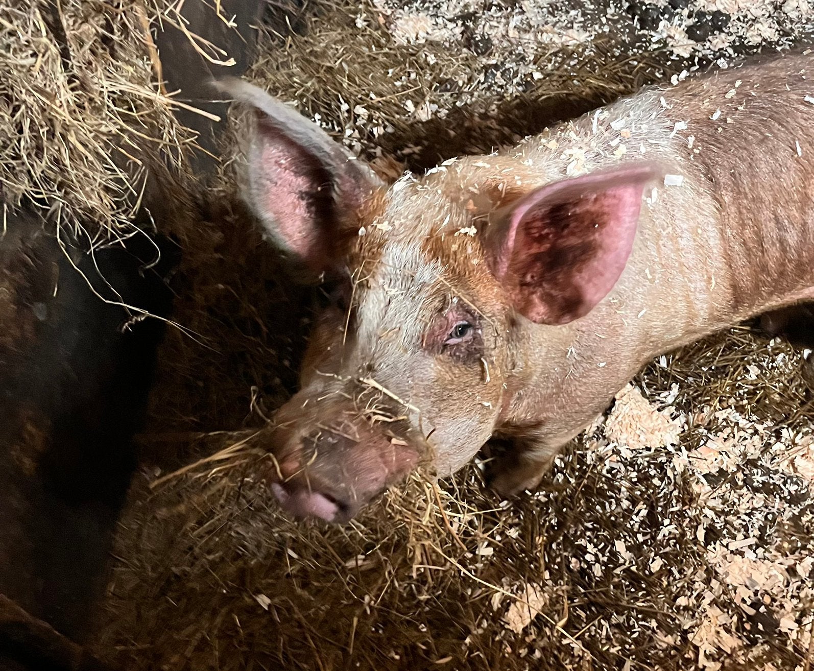 Dekbeer ter dekking Husumer varken, Mannelijk, Varken