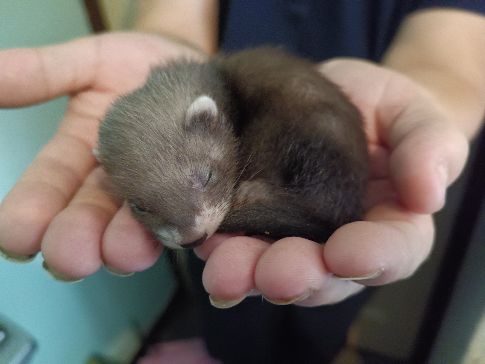 Fretten pups, Dieren en Toebehoren, Juni, Meerdere dieren