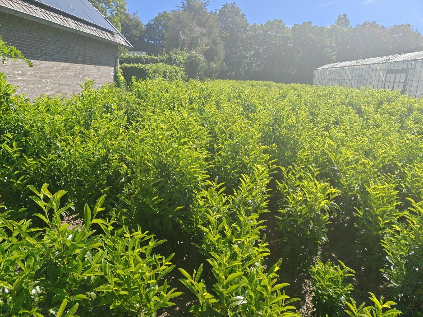 Laurier genolia 100/120 120-140cm, Tuin en Terras, Ophalen, Laurier, 100 tot 250 cm