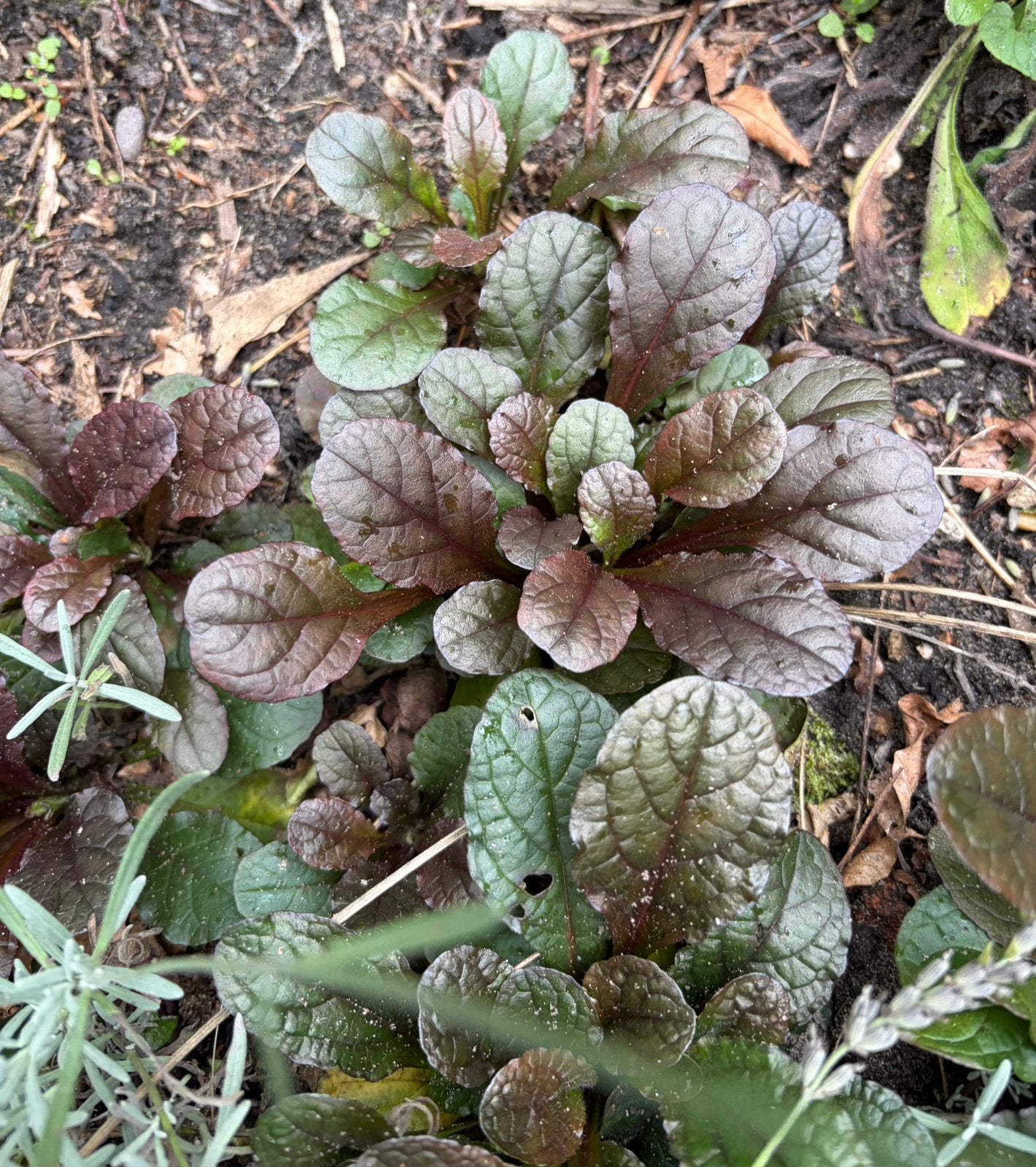 Ajuga reptens, Tuin en Terras, Ophalen, Overige soorten