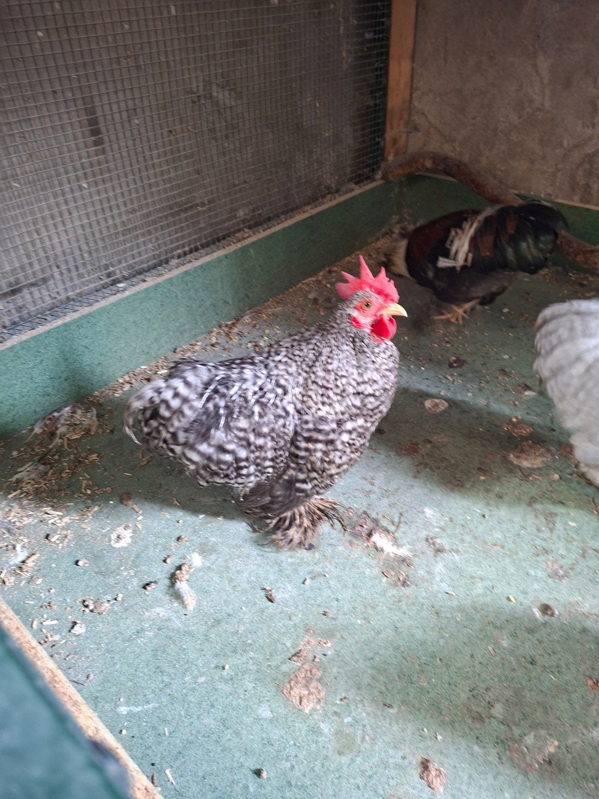 cochin  kriel kippen en hanen, Meerdere dieren, Kip