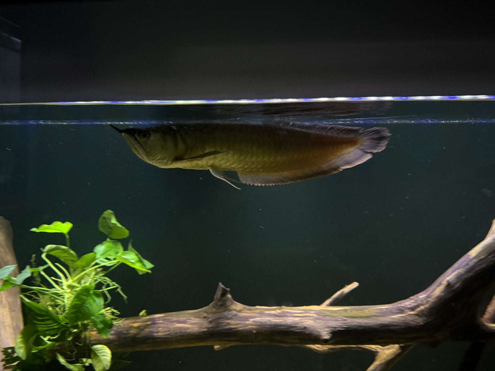 Te koop Zilveren Arowana 35cm +, Dieren en Toebehoren, Vissen | Aquariumvissen, Vis