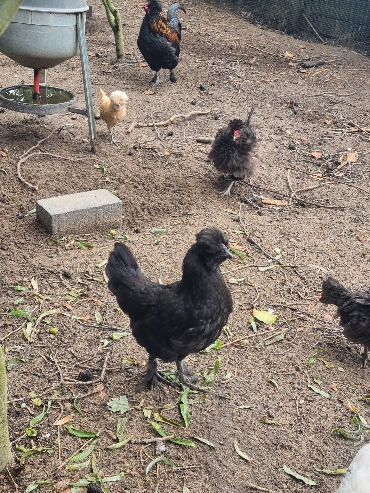kuifhoen kuikens, Dieren en Toebehoren, Geslacht onbekend, Kip