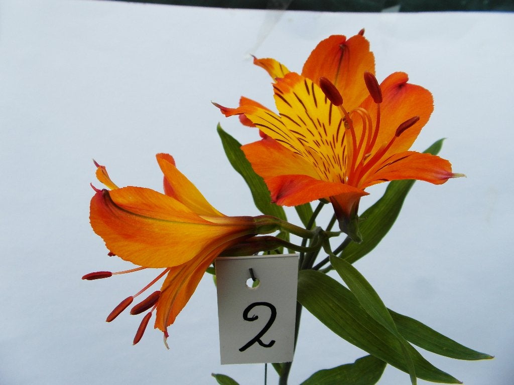 alstroemeria's, Overige soorten, Volle zon, Vaste plant, Ophalen of Verzenden