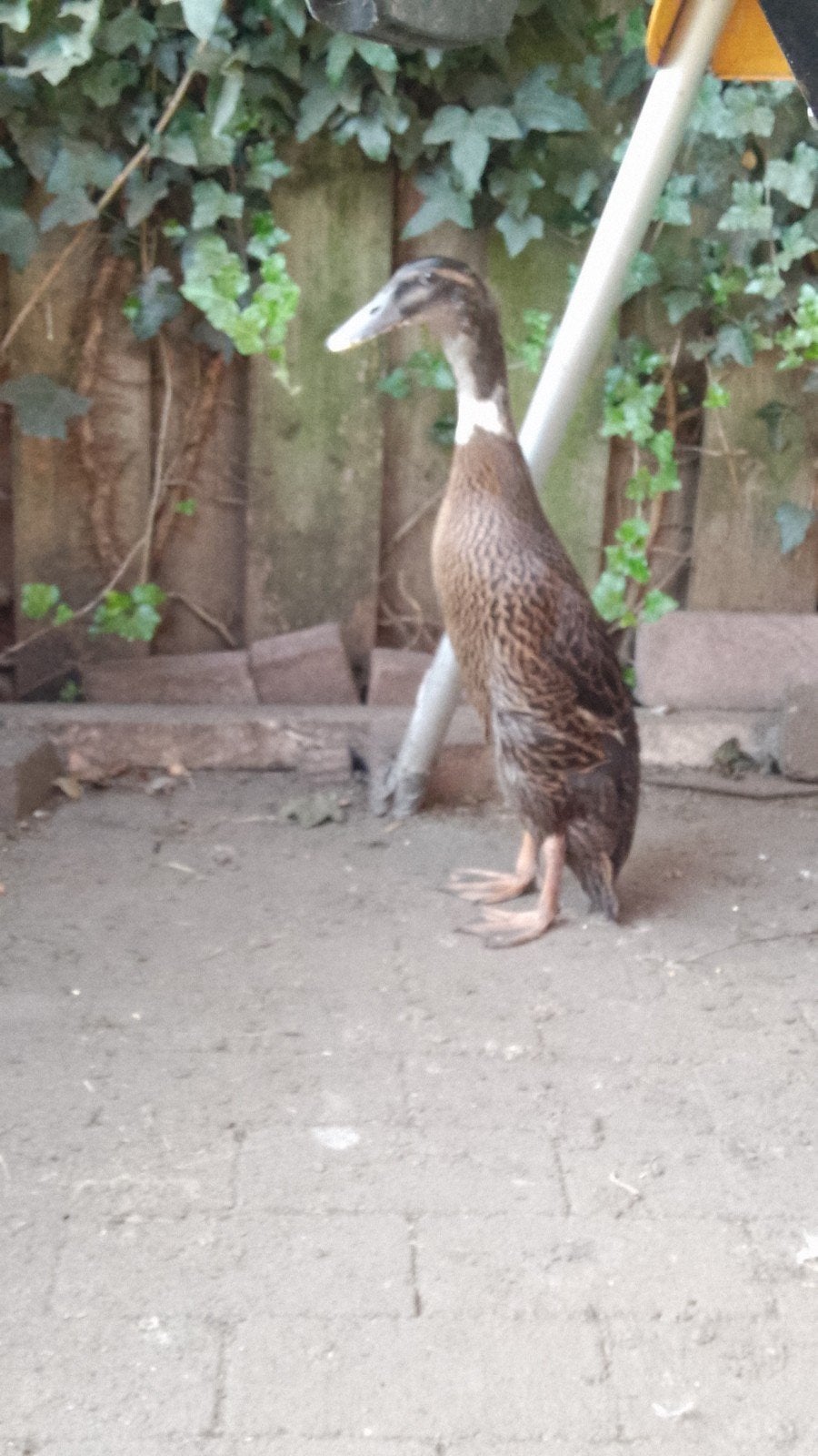 Indische loopeendjes, Meerdere dieren, Eend