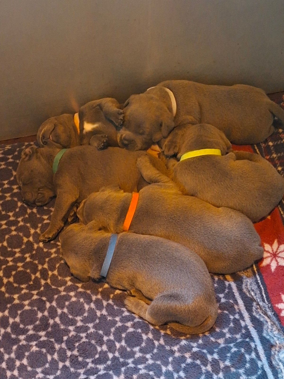 engelse stafford pups, Dieren en Toebehoren, 8 tot 15 weken, Meerdere, Meerdere dieren, Parvo