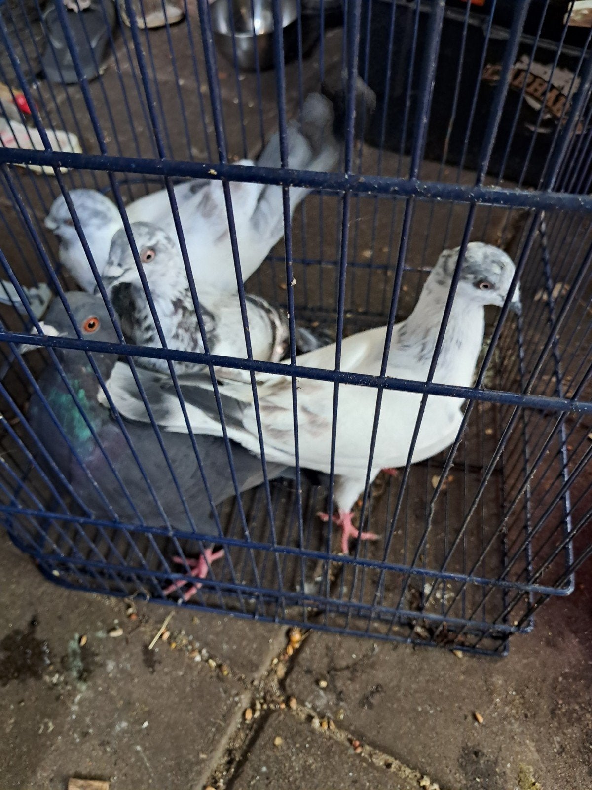 4 duifen, Dieren en Toebehoren, Meerdere dieren, Eend