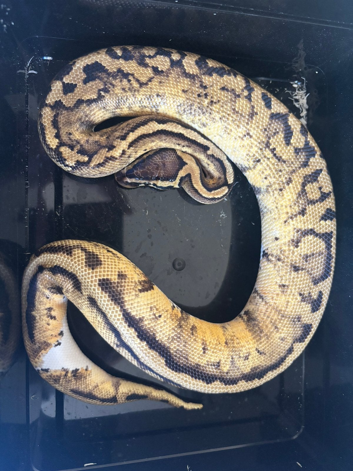 Verschillende Piebalds nk25, Dieren en Toebehoren, Reptielen en Amfibieën, Slang, 0 tot 2 jaar