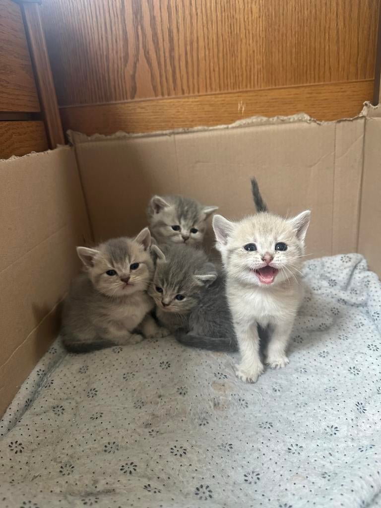 kittens te koop – Brits Koorthaar, British shorthair, Dieren en Toebehoren, Poes