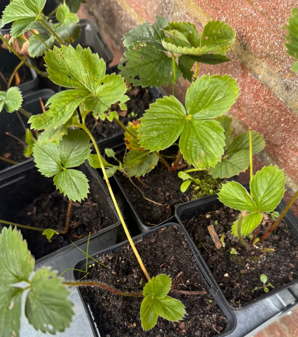 Aardbeienplanten bio, Tuin en Terras, Planten | Tuinplanten, Ophalen, Eenjarig, Groenteplanten, Volle zon