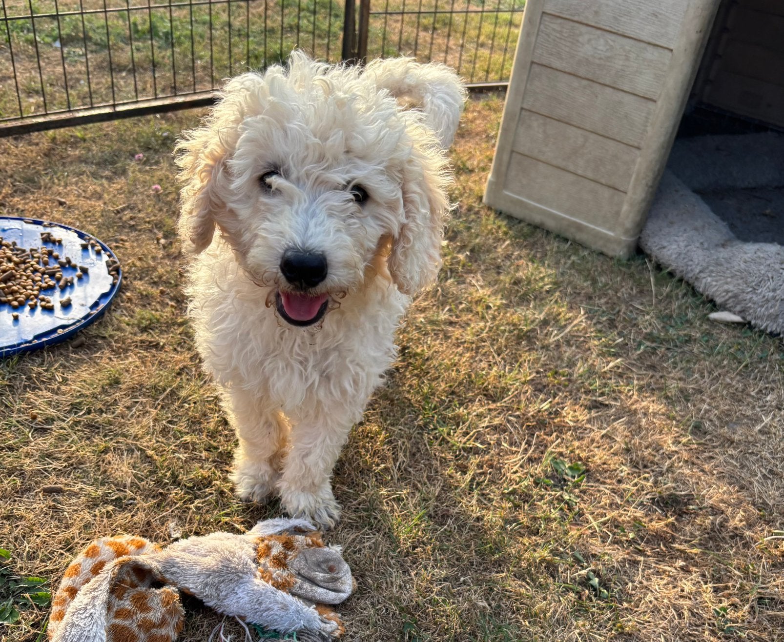 Dwergpoedel pups te koop, Poedel, 8 tot 15 weken, Parvo, Meerdere