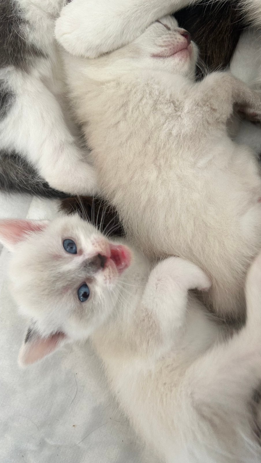 kittens Siamese kruising, Dieren en Toebehoren, Katten en Kittens | Raskatten | Korthaar, Meerdere dieren, Ontwormd, 0 tot 2 jaar