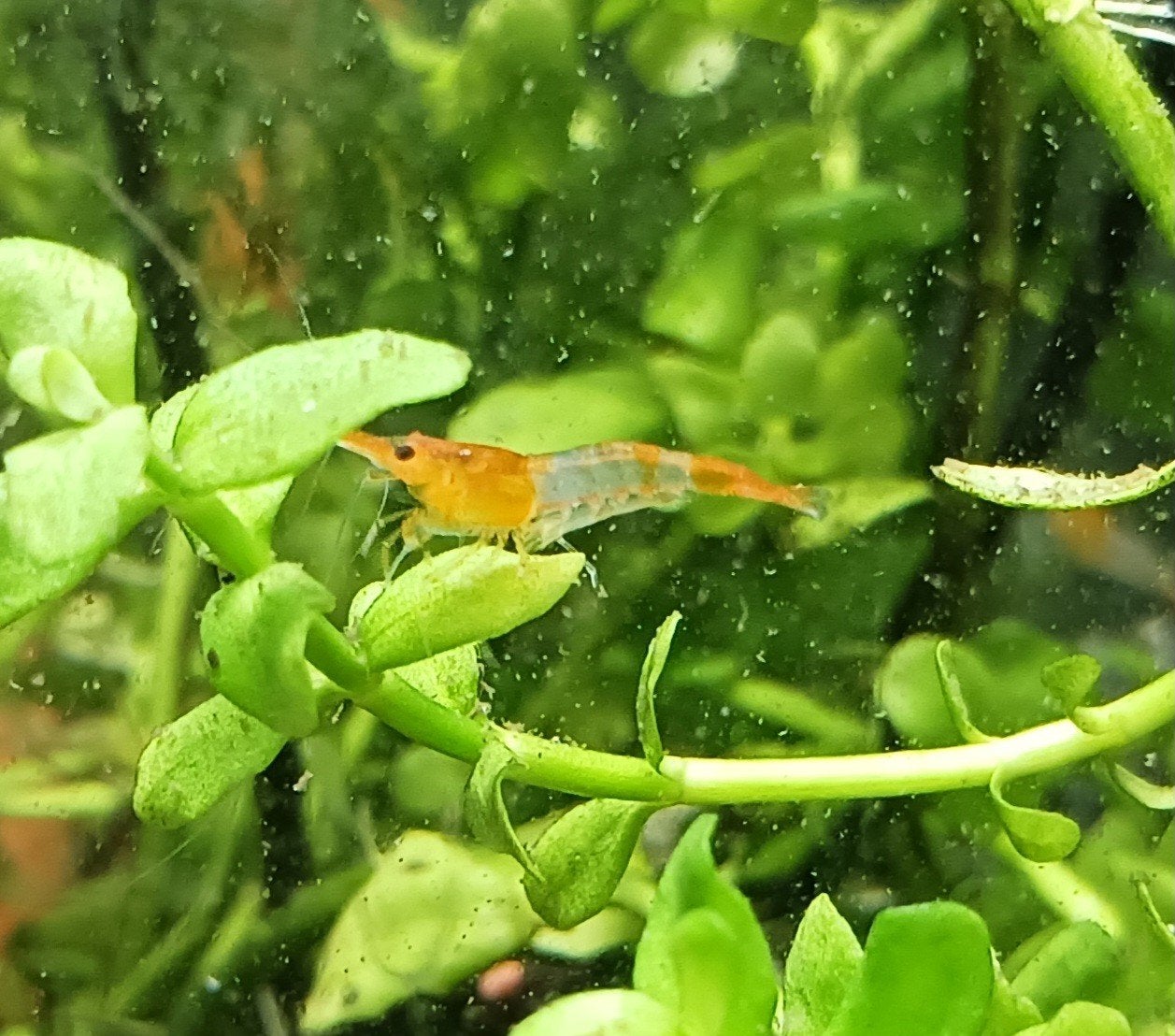 Orange rili neocaridina garnalen, Kreeft, Krab of Garnaal