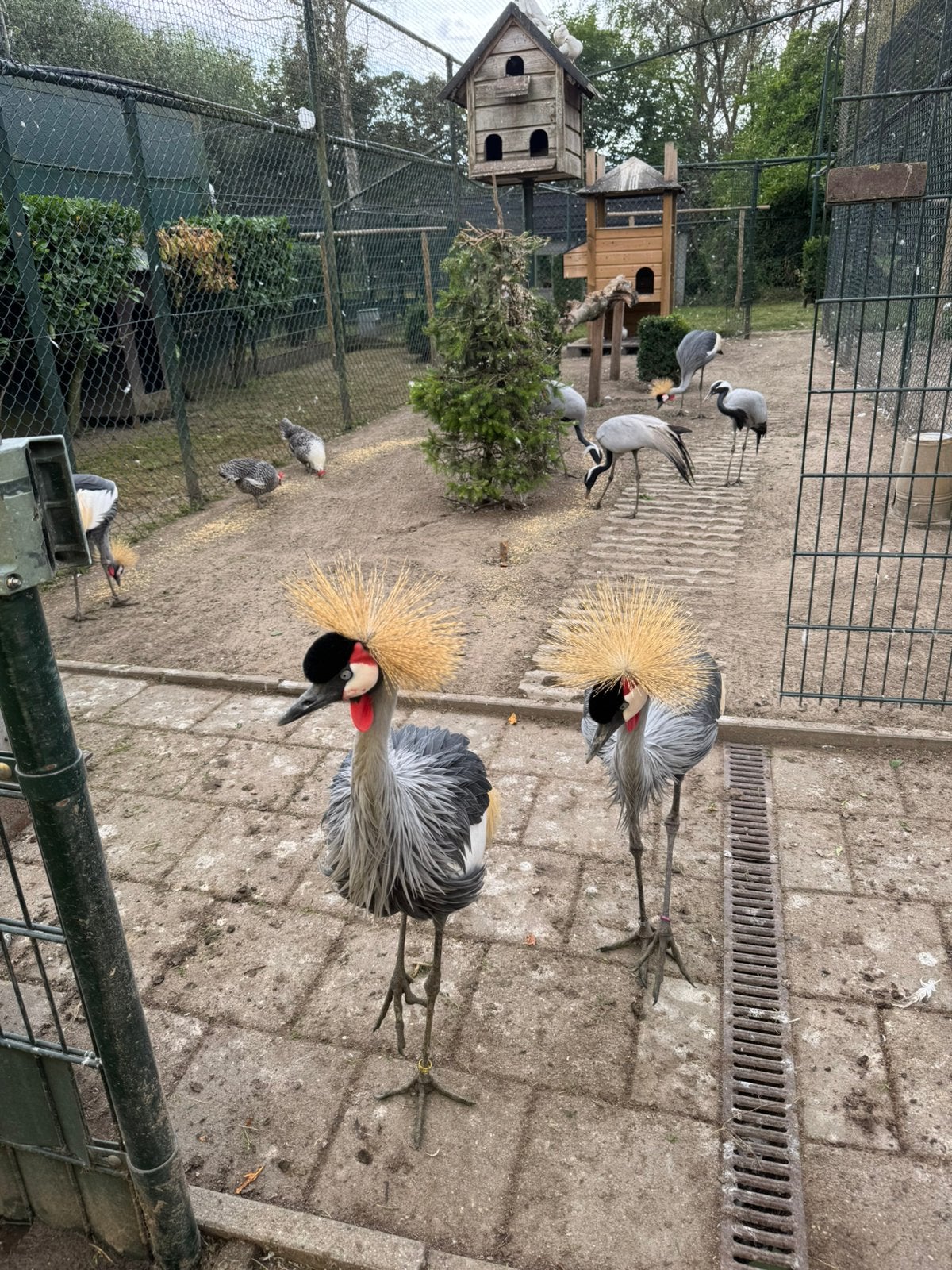 Kroonkraanvogels, Dieren en Toebehoren, Pluimvee, Meerdere dieren, Eend