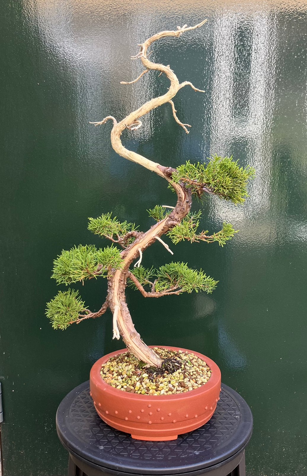 Juniperus Bonsai, Tuin en Terras, Bloeit niet, Overige soorten, Minder dan 100 cm, Ophalen