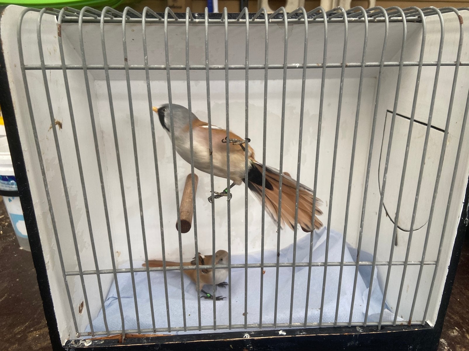 Baardmannen en staartmees, Meerdere dieren, Wildzangvogel, Geringd