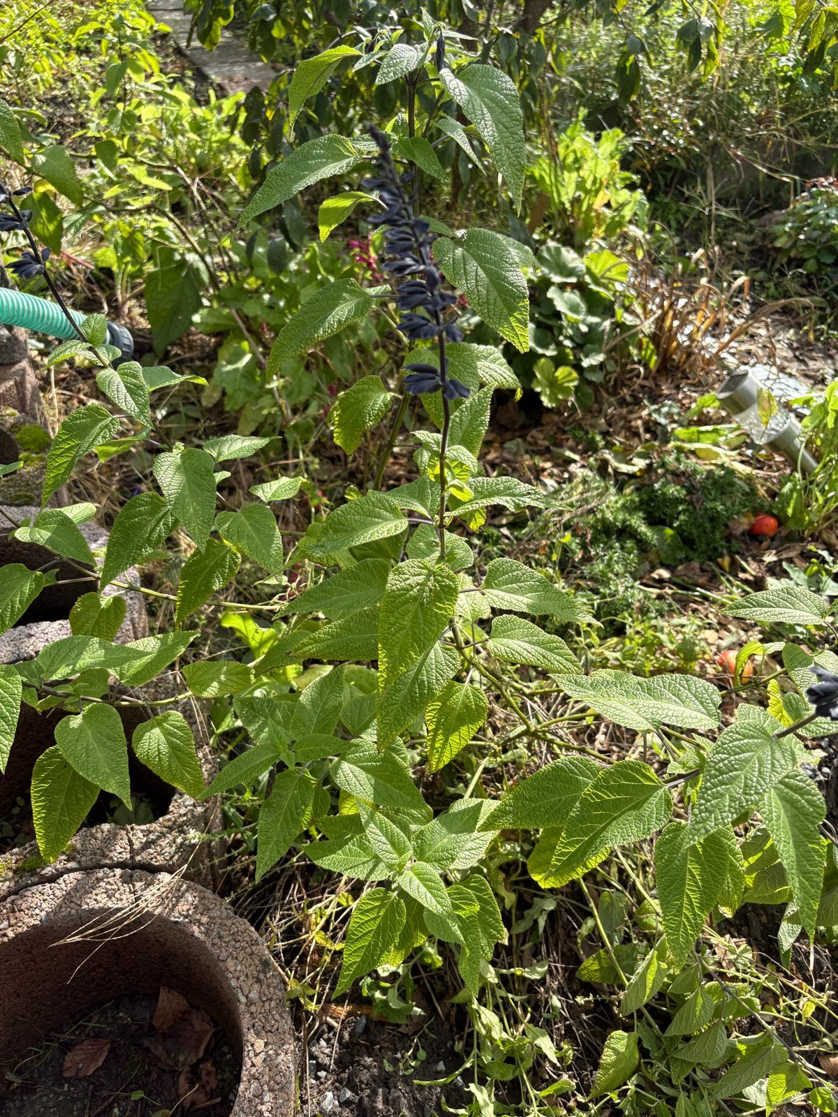 Salvia 'Amistad' - Prachtige paarse bloemen, Volle zon, Vaste plant, Zomer, Ophalen