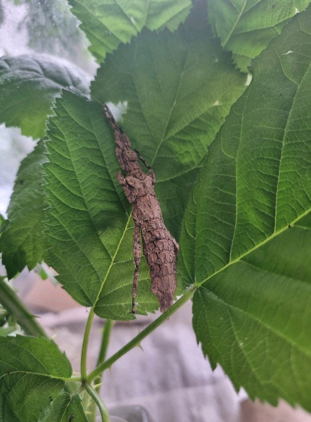 Eitjes wandelende tak: Hesperophasma sp. "La Cienaga", Wandelende tak